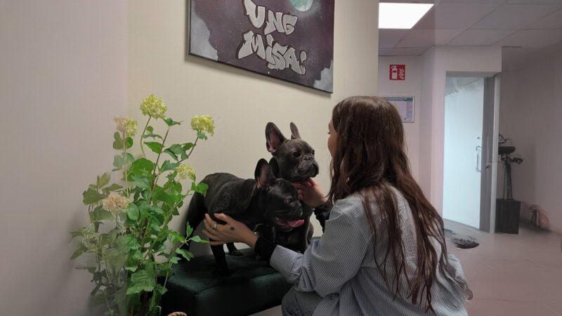 Två hundar på en bänk med en person framför som sitter hukad.